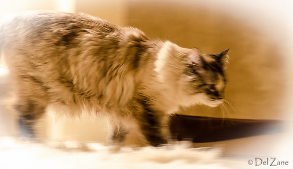 Cats-21