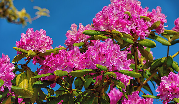 Mother's Day Garden Walk-
