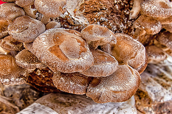 07-21 Farmers' Market-20