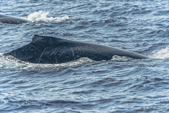 01-28 Whales TIFFS--40