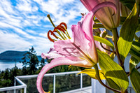 07-21 Lillies TIFFs--14