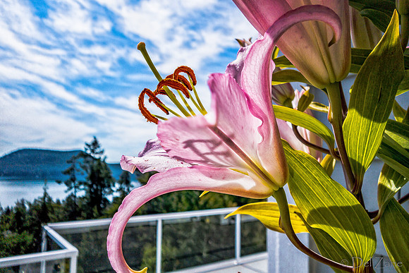 07-21 Lillies TIFFs--14