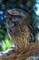 Bonorong Animals--13