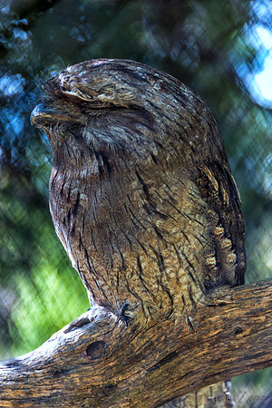 Bonorong Animals--13