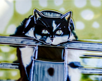 Pike Place Market Cats-10