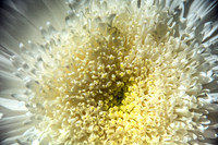 05-03 Macro All 28-300mm D600 Bouquet--7