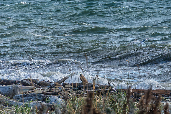 10-19 Burrows Bay Seagulls--14
