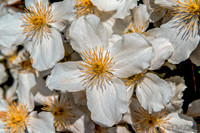 05-03 Clematis TIFFs--6