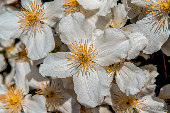 05-03 Clematis TIFFs--6