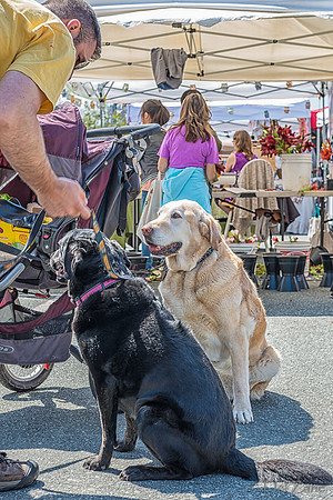 06-21 Farmers Market Tiffs--89