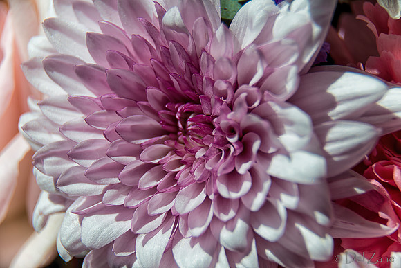 05-03 Macro All 28-300mm D600 Bouquet--11