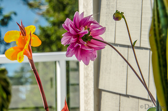 09-17 Cannas and Dahlias-14