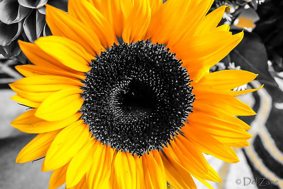 09-19 Colorized Bouquet Bokeh-0311