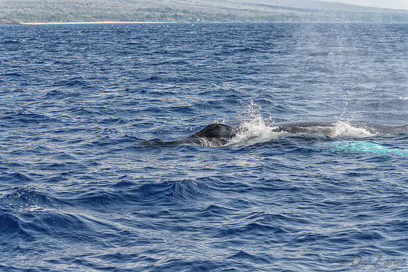 01-28 Whales TIFFS--37