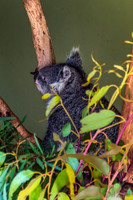 Bonorong Animals--12