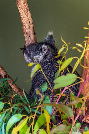 Bonorong Animals--12