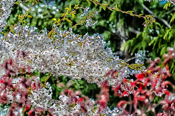Early Spring Blooms-43