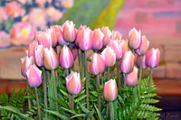 04-02 Tulip Town Redux TIFFs-2-8