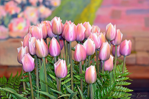 04-02 Tulip Town Redux TIFFs-2-8