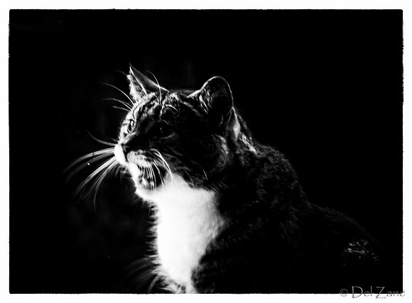 Cats-10