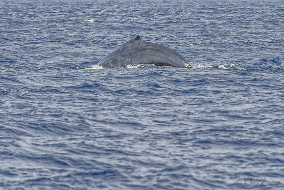 01-28 Whales TIFFS--51