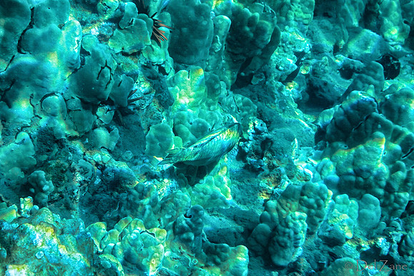 01-18 Makena Underwater TIFFs--19