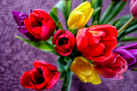 Multi-color Tulips--4