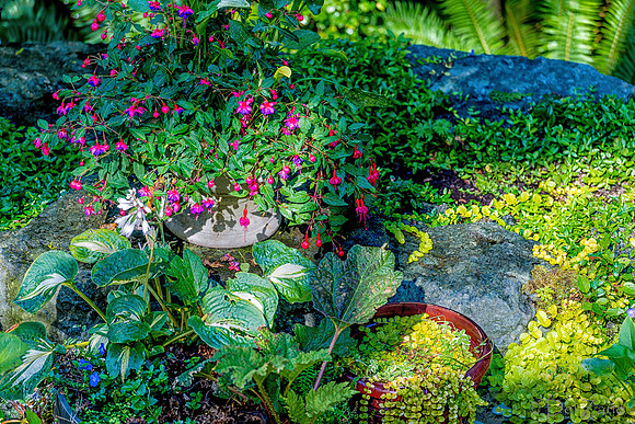 09-12 Shadra's Fall Garden Stroll--54