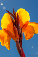 09-17 Cannas and Dahlias-8