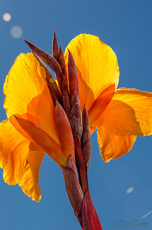 09-17 Cannas and Dahlias-8