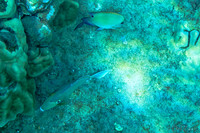 01-18 Makena Underwater TIFFs--10