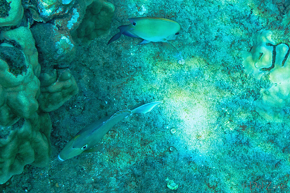 01-18 Makena Underwater TIFFs--10