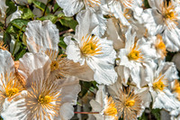 05-03 Clematis TIFFs--2