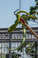 07-20 Snakes--10