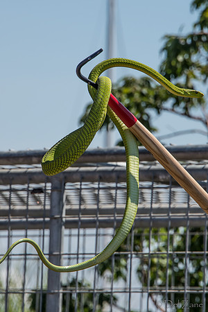 07-20 Snakes--10