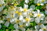 05-20 Clematis & Rhododendron TIFFs--5