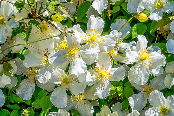 05-20 Clematis & Rhododendron TIFFs--5