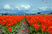 04-02 Tulip Town Redux TIFFs-2-26