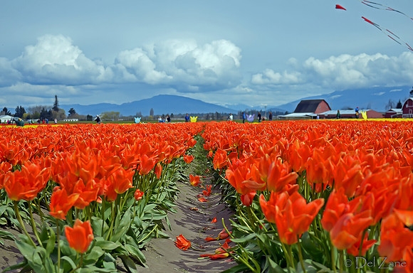 04-02 Tulip Town Redux TIFFs-2-26