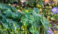 09-12 Shadra's Fall Garden Stroll--15
