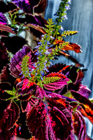 09-12 Shadra's Fall Garden Stroll--8