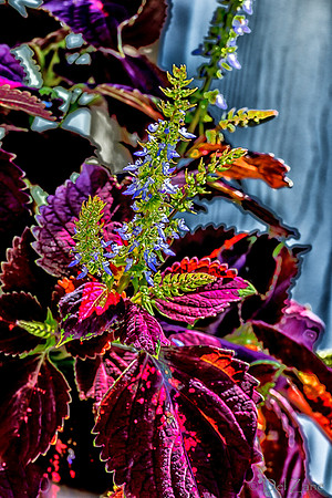 09-12 Shadra's Fall Garden Stroll--8