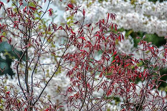 Early Spring Blooms-38