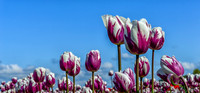 04-08 Tulips and Kites TIFFs--2a
