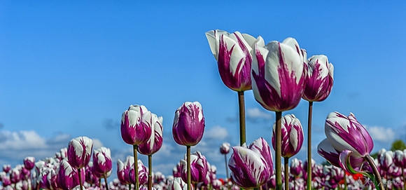 04-08 Tulips and Kites TIFFs--2a