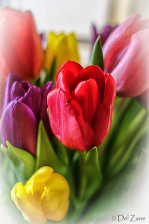 Multi-color Tulips--15