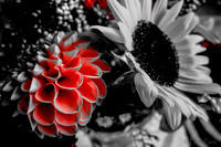 09-19 Colorized Bouquet Bokeh-0304