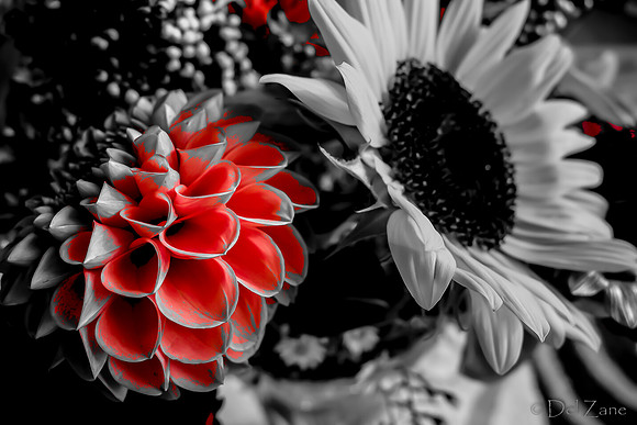 09-19 Colorized Bouquet Bokeh-0304