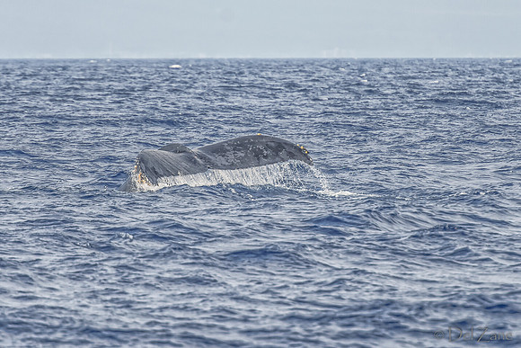 01-28 Whales TIFFS--52