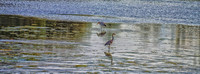 Great Blue Herons-4